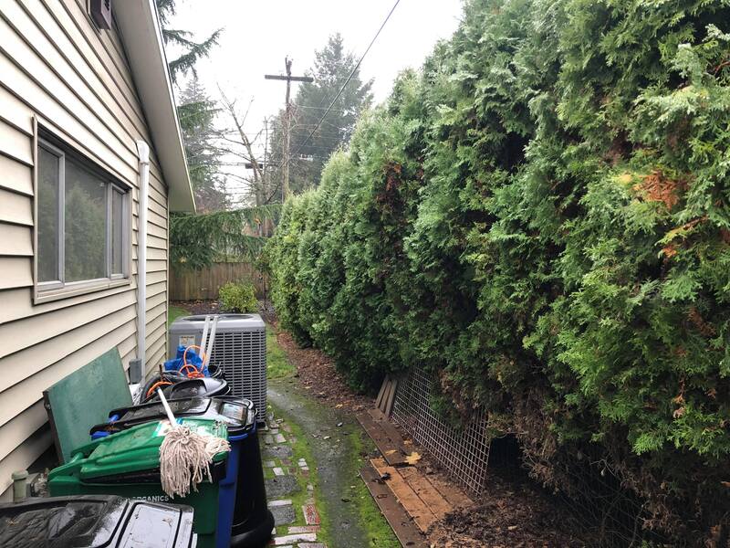Neighborhood Lawn Care in Vancouver, WA.   Arborvitae hedge trimming before