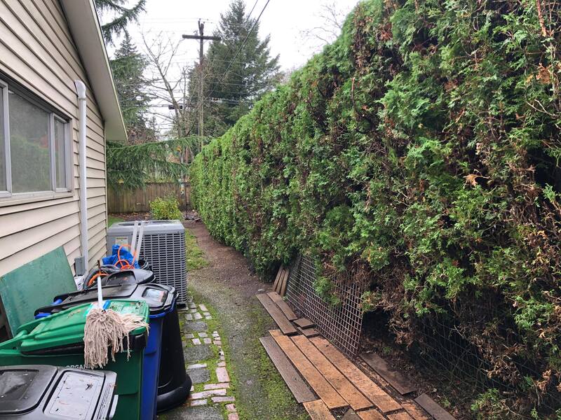 Neighborhood Lawn Care in Vancouver, WA.   Arborvitae hedge trimming after