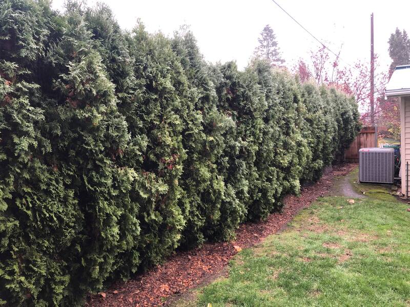 Neighborhood Lawn Care in Vancouver, WA.   Arborvitae hedge trimming before