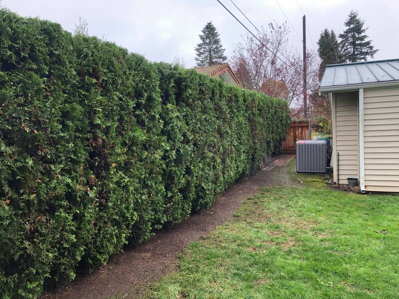 Neighborhood Lawn Care in Vancouver, WA.   Arborvitae hedge trimming after