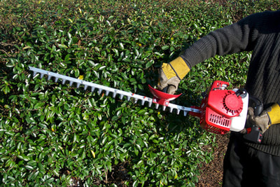 Laurel hedge trimming